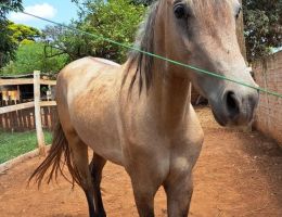 GARANHAO MANGALARGA MARCHADOR 