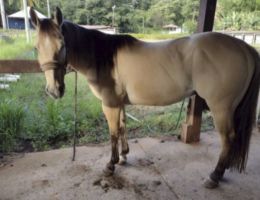 CAVALO QUARTO DE MILHA  FAST DUN IT DAR