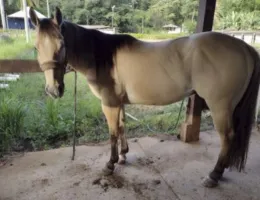 CAVALO QUARTO DE MILHA  FAST DUN IT DAR