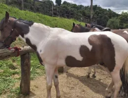 MANGALARGA MARCHADOR