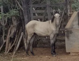 POTRO A VENDA 