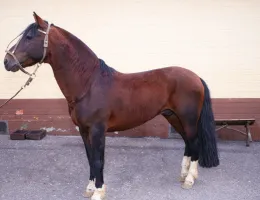 VENDO CAVALO CRIOLO BAGUAL
