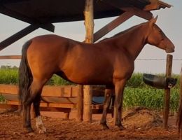 EGUA MANGALARGA MARCHADOR