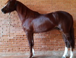 ORTIZ DA FIGUEIRA - MANGALARGA MARCHADOR