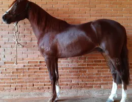 ORTIZ DA FIGUEIRA - MANGALARGA MARCHADOR