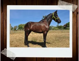 GAROA DO KELSEN