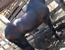 CAVALO MM