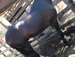 CAVALO MM