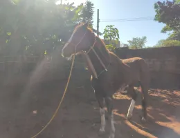 MANGALARGA