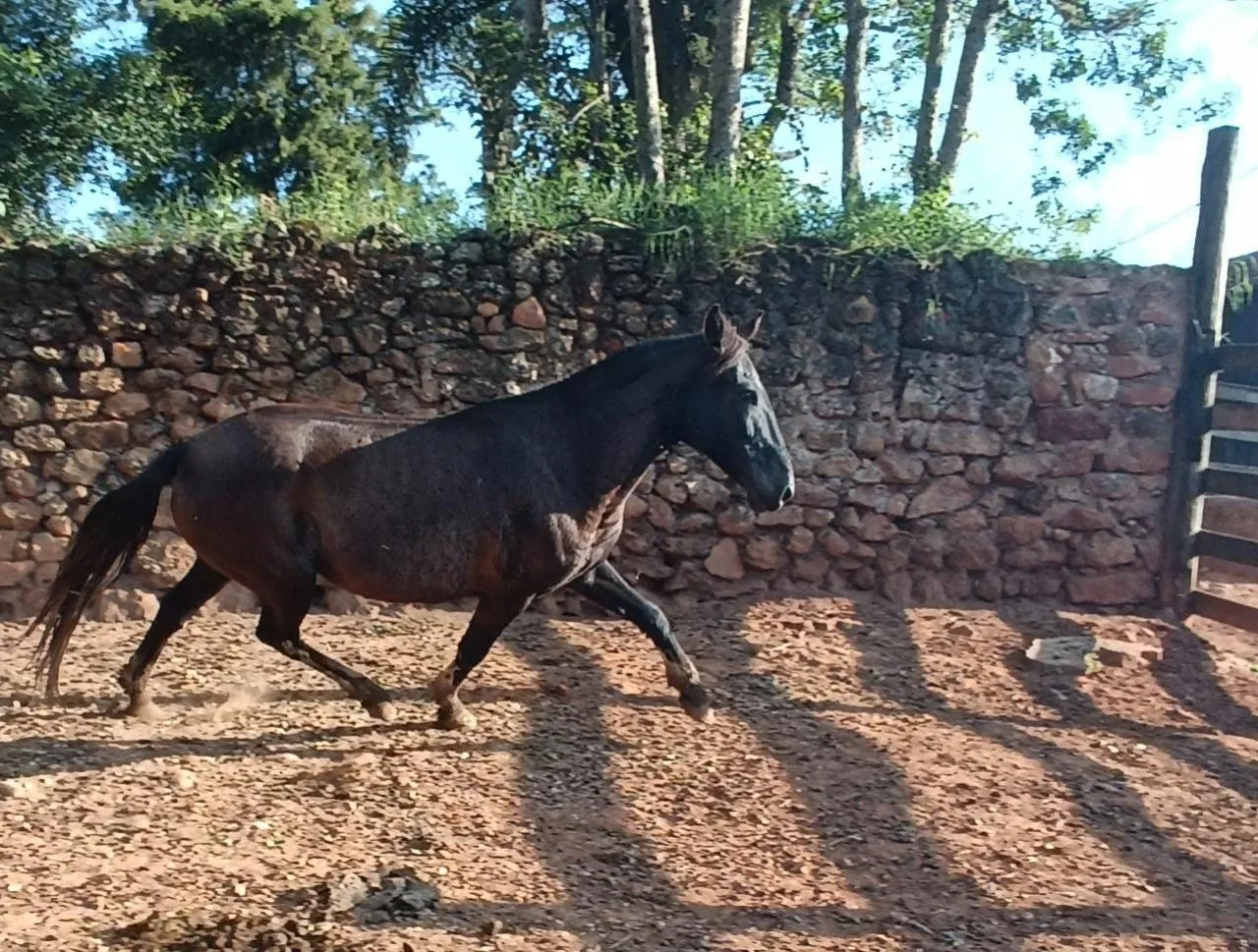 Nega DA-Rio das Flores