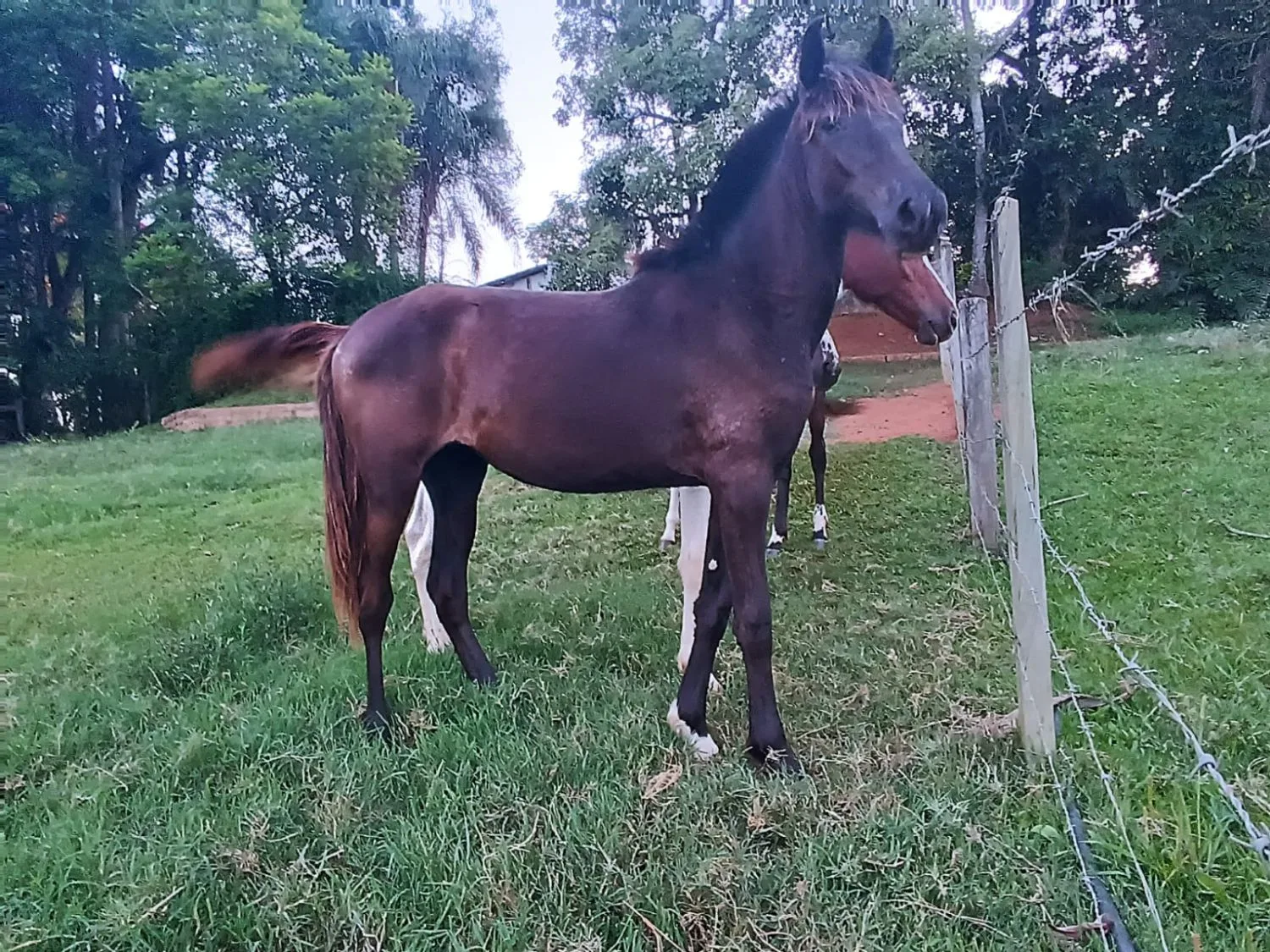 Tesoura DA-Rio das Flores