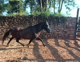 Nega DA-Rio das Flores
