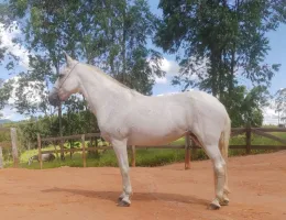 Zélia da Coxilha Grande