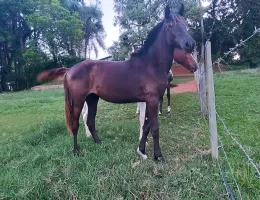 Tesoura DA-Rio das Flores