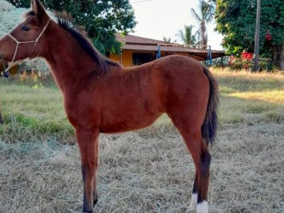 BONECA MONTEALTENSE