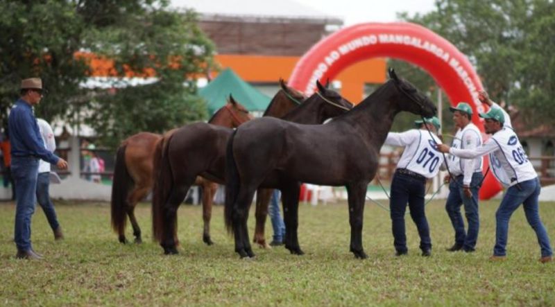   Semana do Cavalo 2024 acontece em Belém de 23 a 26 de outubro