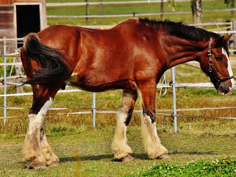 Raças de Cavalos Famosas e Suas Curiosidades