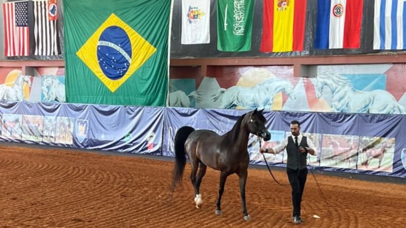 Prepare-se para a Grande Festa do Cavalo Árabe em Tatuí!