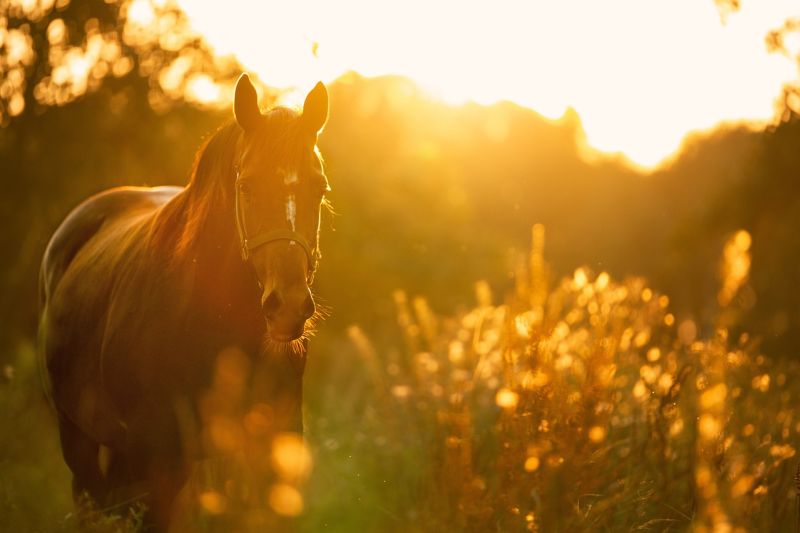 A História do Cavalo no Brasil: Um Símbolo Cultural