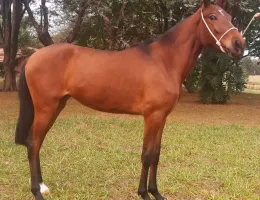 HEBRAICA NSC - Potra Mangalarga Marchador Registrada