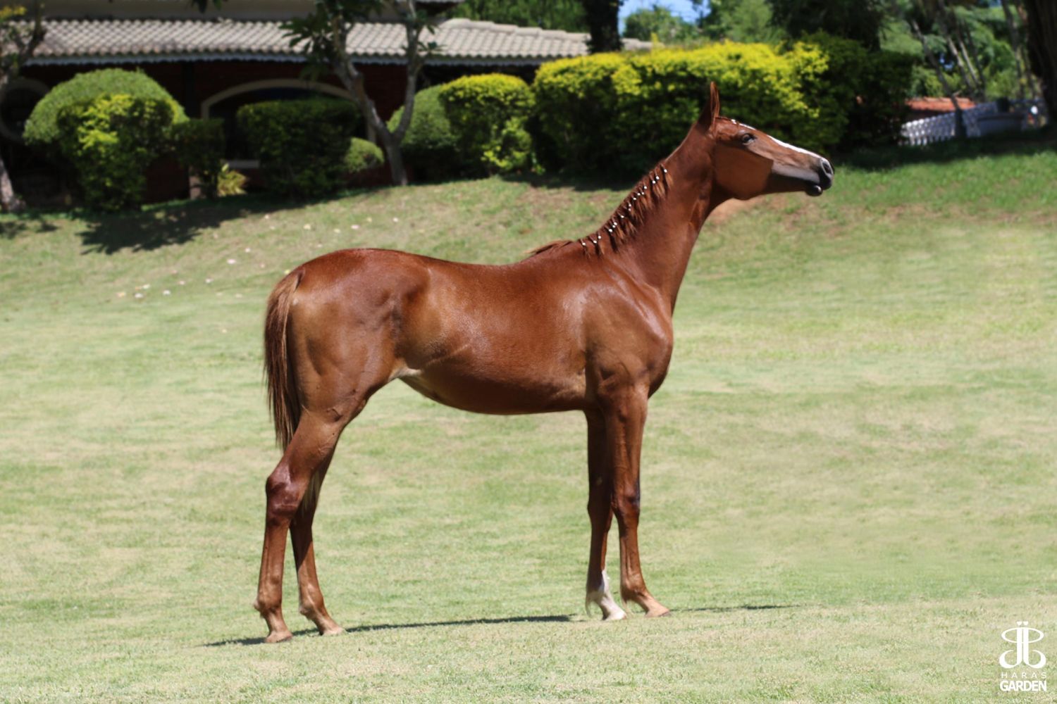 JOAQUINA DO ALB (T.E.)