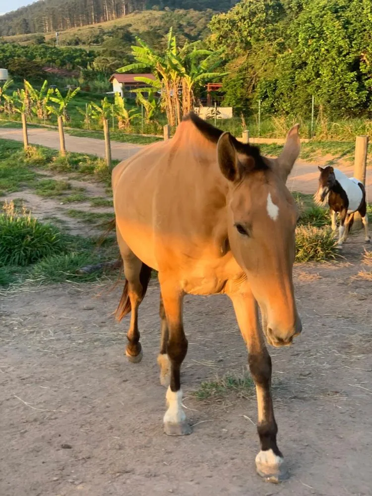 Campolina e Mangolino