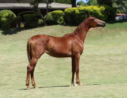 JOAQUINA DO ALB (T.E.)