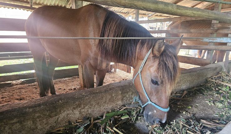 Prefeitura de Navegantes promove campanha de adoção de cavalos resgatados