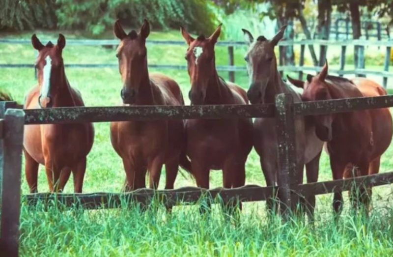 Nascem na Argentina os Primeiros Cavalos Editados Geneticamente no Mundo