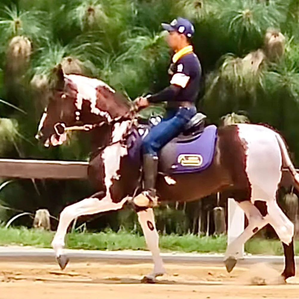 Cavalo jovem Grande Campeão Nacional MACAÉ DE PEC