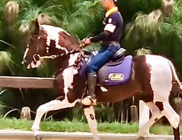 Cavalo jovem Grande Campeão Nacional MACAÉ DE PEC