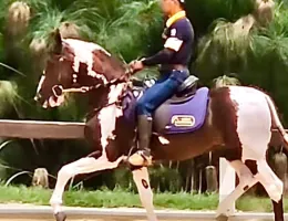 Cavalo jovem Grande Campeão Nacional MACAÉ DE PEC