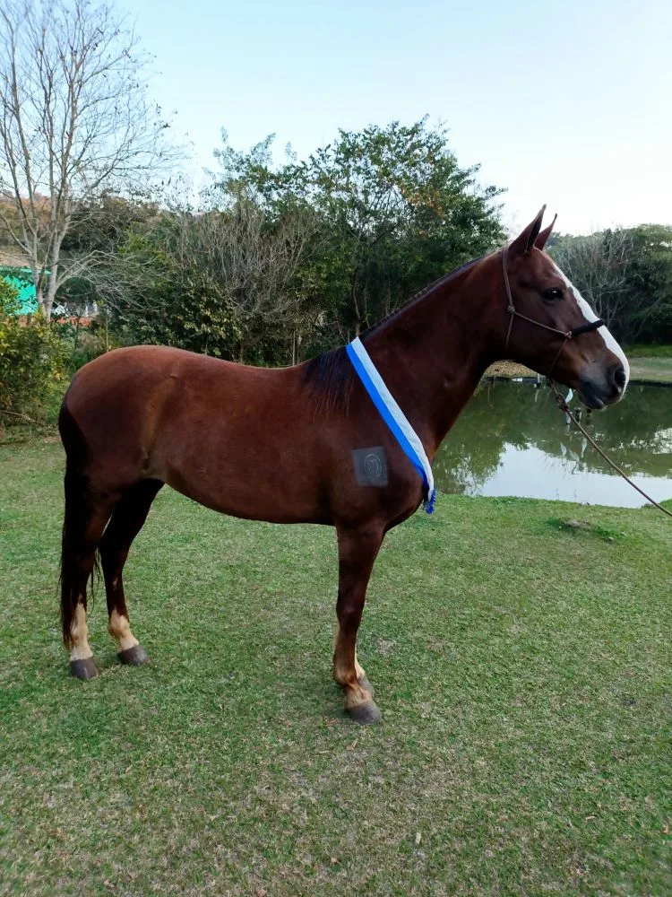 Olimpíada RRC