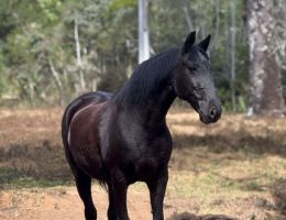 Égua Lusitana PRETA — 14 anos — R$ 20.000 — Excelente trote e temperamento