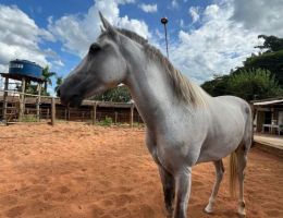 Maverick - Mangalarga Marchador- Marcha batida