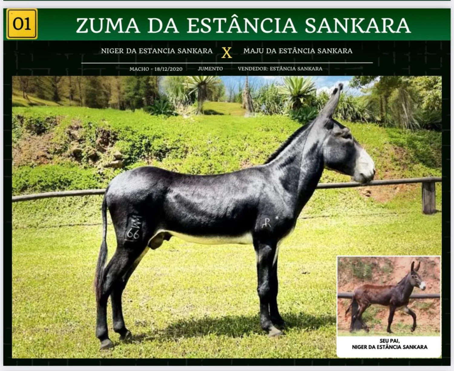 ZUMA DA ESTÂNCIA SANKARA