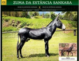 ZUMA DA ESTÂNCIA SANKARA