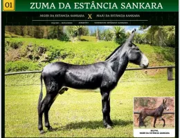 ZUMA DA ESTÂNCIA SANKARA