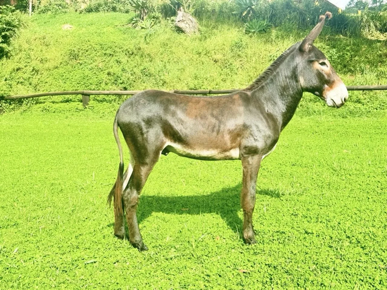 MUSSUM DA ESTÂNCIA SANKARA