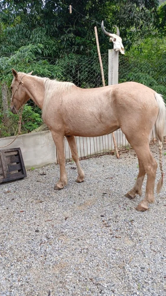 EGUA MANGALARGA MARCHADOR
