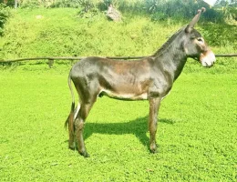 MUSSUM DA ESTÂNCIA SANKARA