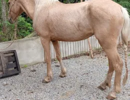 EGUA MANGALARGA MARCHADOR