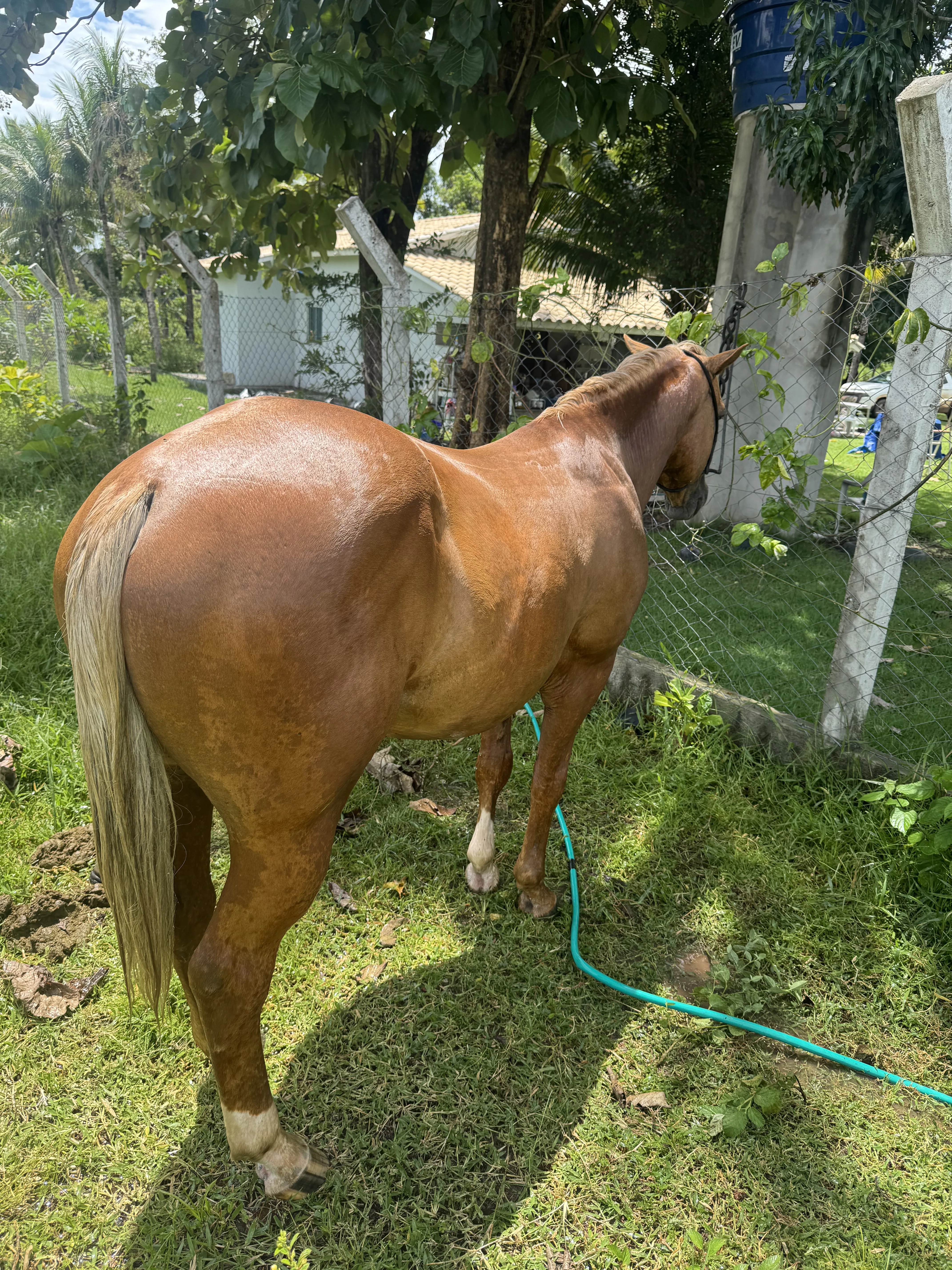 Único let dash