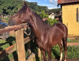 Ultimato do H.I.C