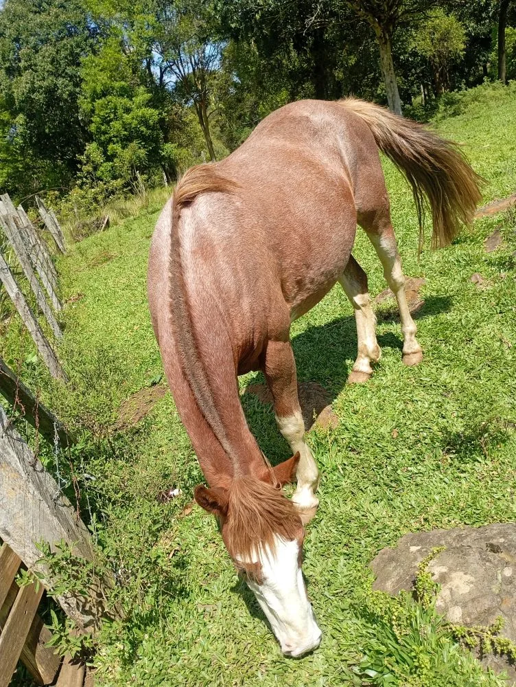 Moicano
