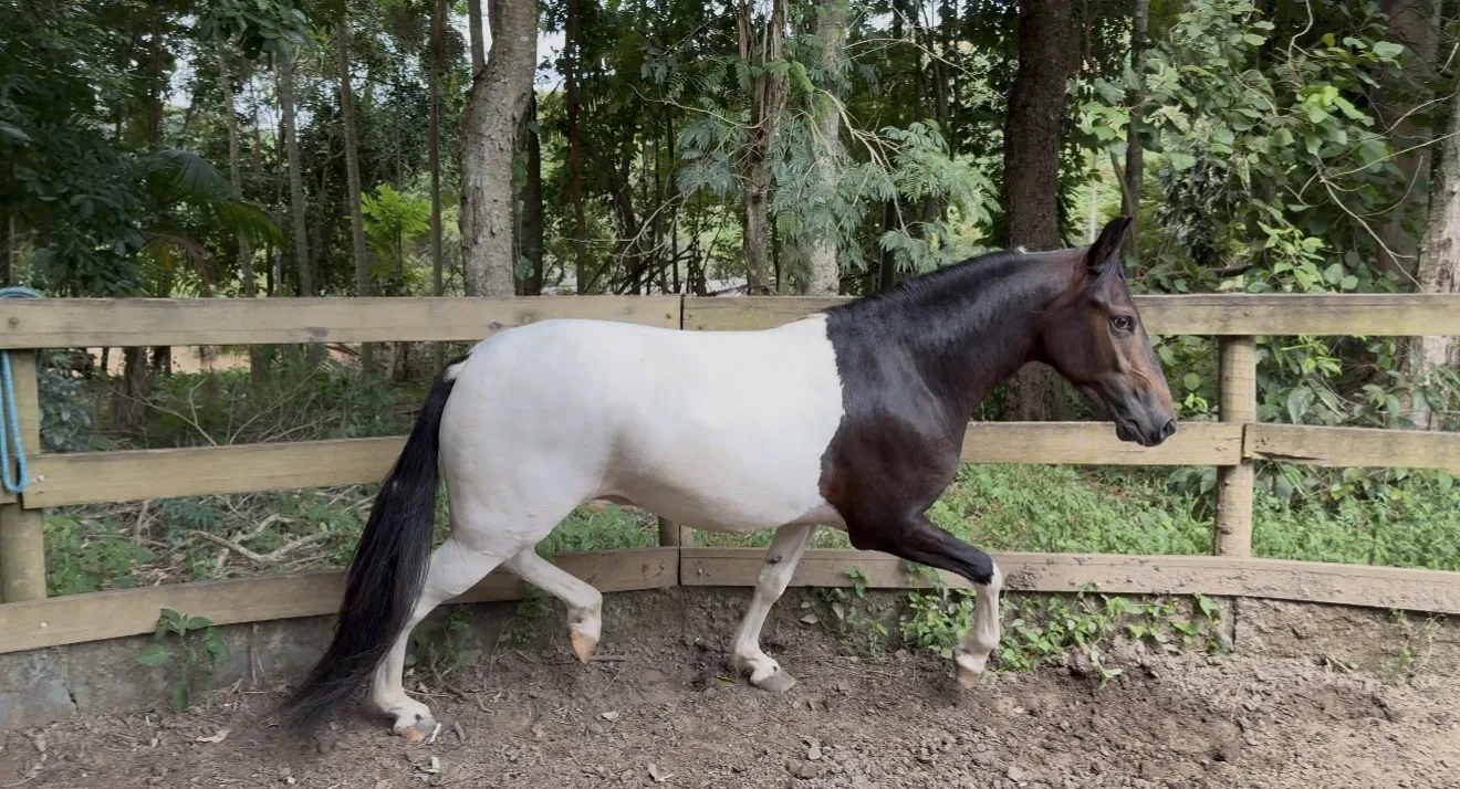 Baluarte caminho da mata ( Ulisses Meaípe x Pérola da Potenza)