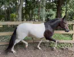 Baluarte caminho da mata ( Ulisses Meaípe x Pérola da Potenza)