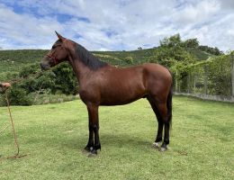 Alfa caminho da mata ( cordel palmital x pérola da potenza)