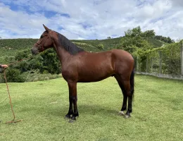 Alfa caminho da mata ( cordel palmital x pérola da potenza)