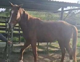 Cantara BH